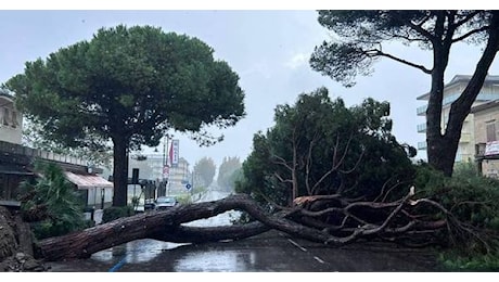 Un altro pino crollato a Cesenatico