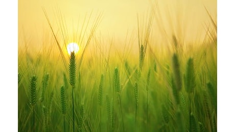 Domani agricoltori a Manfredonia contro nave con grano canadese