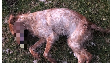 Valle di Comino – Due volpi e un cane morti, sospetto avvelenamento: carcasse sequestrate