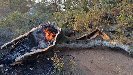 Muore schiacciato da un tronco durante un incendio: tragedia a Ceglie Messapica (Brindisi)