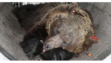 Orso abbattuto in Trentino, insorgono gli animalisti