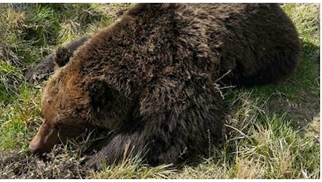 Orso morto nel Parco in Abruzzo: incubo avvelenamento. Potrebbe essere figlio di Amarena