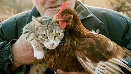 Influenza aviaria, i gatti sono più in pericolo dei cani. E ora i riflettori sono puntati sui topi