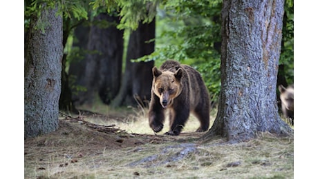 Aggredito a zampate da un orso mentre cerca funghi, uomo ferito in Trentino: caccia all'animale