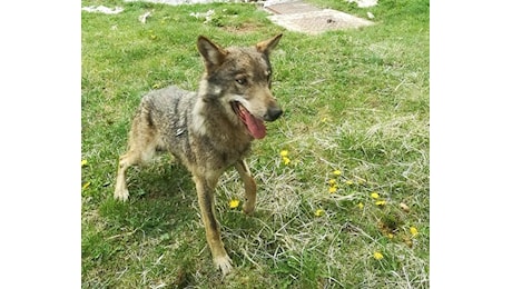 Accolta in Abruzzo la lupa che ha aggredito un bimbo a Roma