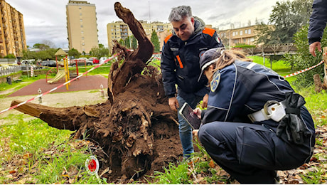 Donna uccisa da un albero: “Cemento e tagli selvaggi, così le piante delle città diventano un rischio”