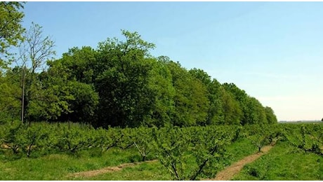 Giornate FAI d’Autunno, 12 e 13 ottobre. A Castiglione di Cervia visite guidate al Bosco del Duca D’Altemps