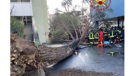 Albero crolla sugli studenti all'Università a Fisciano, l'Ateneo: Verifiche in corso sugli altri alberi