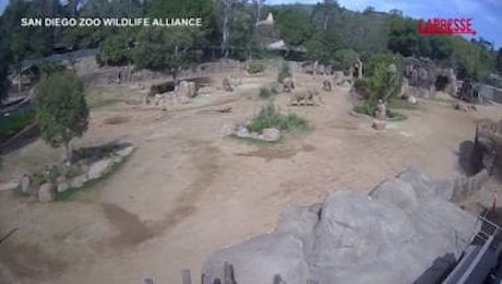 Sisma California, allo zoo di San Diego gli elefanti proteggono i loro piccoli