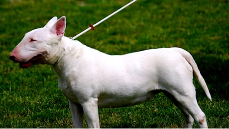 Bambina di 11 anni azzannata dal bull terrier di famiglia