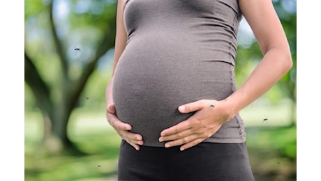 Febbre Oropouche in gravidanza, info