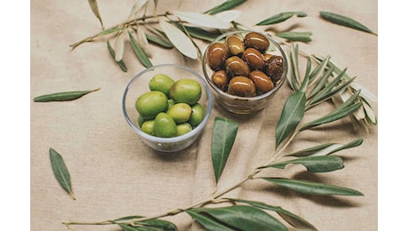 Scopri il numero sorprendente di olive che puoi mangiare ogni giorno senza effetti collaterali!