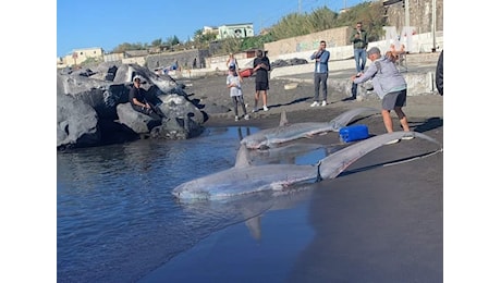 Due squali volpe spiaggiati a Torre del Greco: specie a rischio estinzione