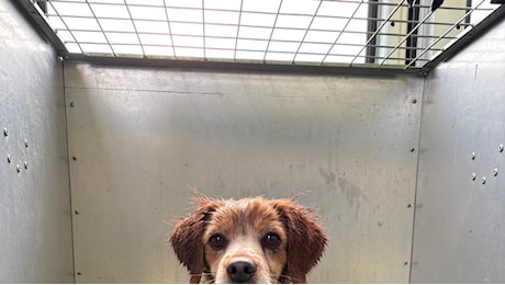 Botti di Capodanno, Lav in prima linea per soccorrere gli animali spaventati o feriti. Recuperata una cagnolina a Prato