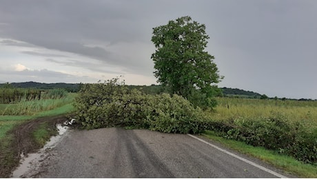 Il fronte del maltempo in Fvg, alberi caduti e forti piogge su Gorizia
