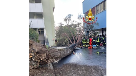 Studenti feriti per il crollo di un albero, l’Università di Salerno: “non erano state segnalate allerte meteo”