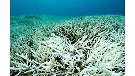 Cop29 al via a Baku: cos'è e chi partecipa, Onu: «Sarà l'anno più caldo di sempre, biodiversità distrutta»