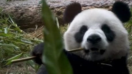 An An e Ke Ke, due nuovi panda giganti donati da Pechino ad Hong Kong