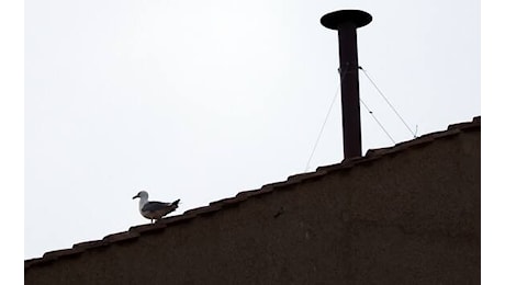 Gabbiani a Roma, perché sono in aumento in città: cause e comportamento urbano