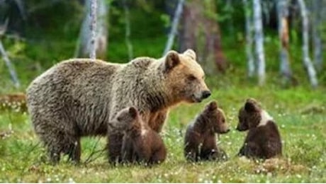 Orsa KJ1 abbattuta in Trentino, Genovesi (Ispra): “Perché era pericolosa e cosa fare dei 3 cuccioli”