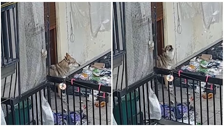 Cane lupo da mesi solo in terrazzo tra feci, spazzatura e senza cibo, ma per i controlli non sono maltrattamenti: «Guaiti strazianti»