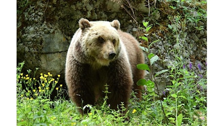 Adnkronos: Trento, turista straniero aggredito da un orso a Dro: è ricoverato in ospedale