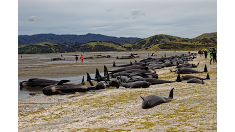 Il peggior spiaggiamento di massa, 77 balene ritrovate morte sulla riva in Scozia: come avviene la loro rimozione