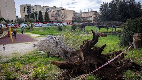 Previsioni meteo a Roma, vento e freddo: allerta gialla della Protezione civile. Paura dopo l'albero crollato a Colli Aniene