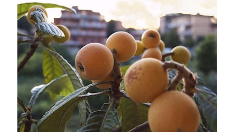 Scopri Quante Nespole Puoi Mangiare Senza Aumentare la Glicemia: La Risposta Ti Sorprenderà!