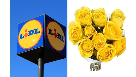 Lidl: tutte le piante e fiori in offerta da non perdere questa settimana