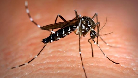 Malaria a Verona, arriva la smentita: Caso importato e non autoctono